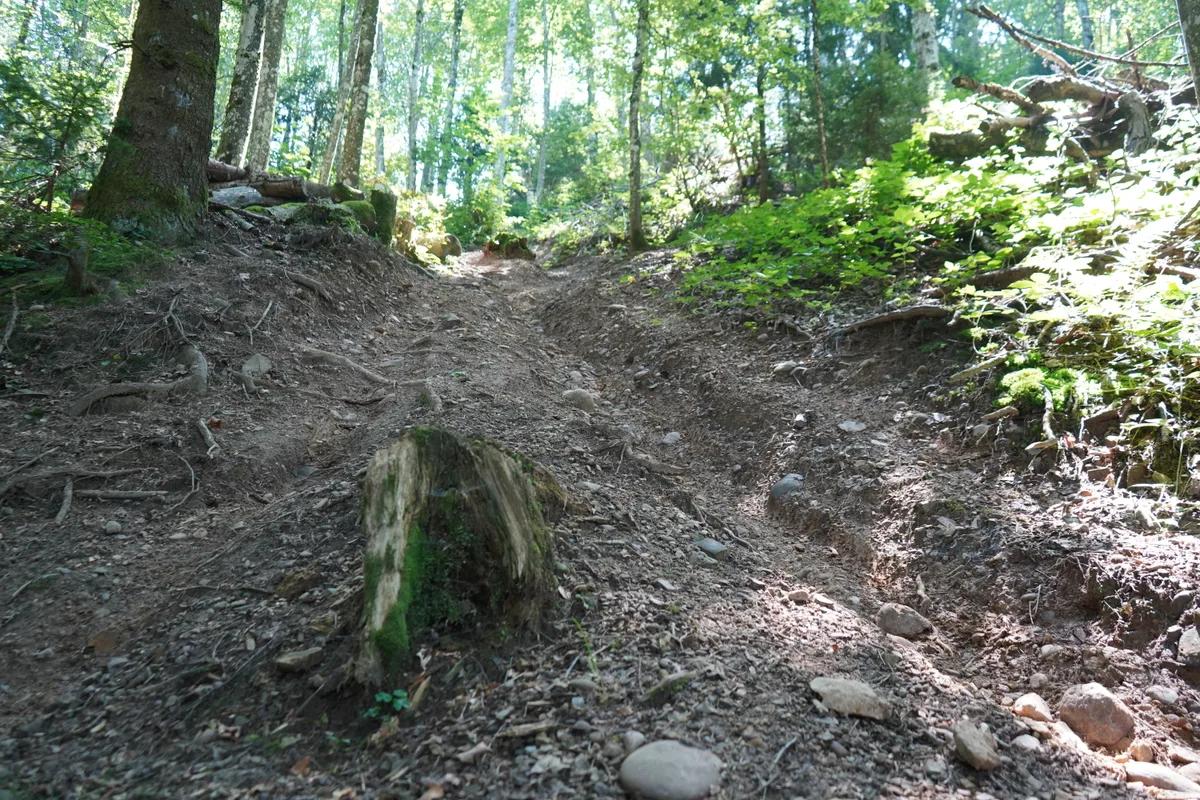 Ein Waldweg mit einer tiefen Rinne auf der rechten Seite. 